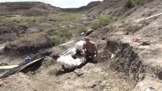 The terrestrial environment