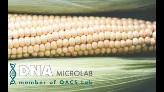 QACS Food Authenticity Testing from DNA Microlab
