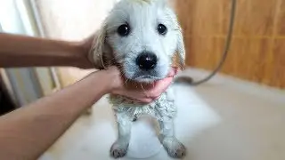Bailey First Bath! 8 Week Old Golden Retriever | Puppy Takes a Bath!