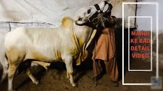 ISHQ JUNOON CATTLE FARM 🔥🔥SETUP SE DETAIL VLOG HAZIR HAI 🐄🐄👌
