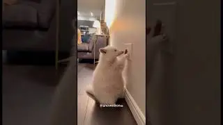 Unexpected wild burst in a funny way #245 #snowcoon #raccoon #shorts #silly #short #clip #omg #🤣