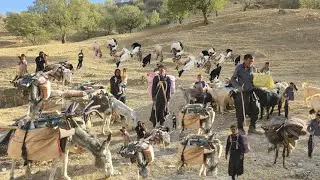 Nomadic Life: The Beginning of a Nomadic Family's Migration | A Real Journey into the Wilderness