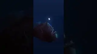 sea devil #animation #anglerfish #deepsealife #deepseafish #mbari