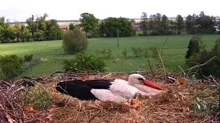 Bociany - Raszków