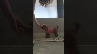 Sit stay Coco