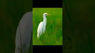 اس پرندے کا نام بتاٶ #subscribetomychannel #prophotograph white heron