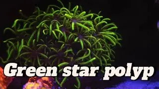 GSP/ GREEN STAR POLYPS/ AQUA VIBEZ #trending #viralvideo #youtubevideo #aquavibez #coral #video