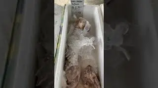 Fresh Seafood markets Brisbane