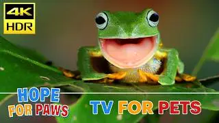 Relaxing TV for your pets while you're at work - no loops of footage. Sweet dreams. 😴👍#meditation