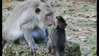 Poor baby Timo talk to Lucy beg milk| Small Baby Timo hungry mom not give milk.