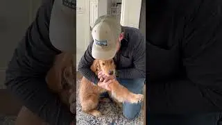 Puppy dog takes big hit, needs chiropractor. #chiropractic #dog #viralvideo #ouch