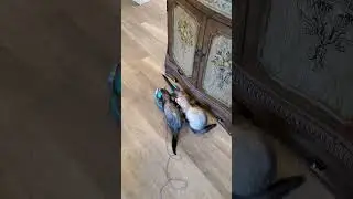 Ferrets stealing my stuff