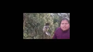 Ban murgi rescue - wildlife 