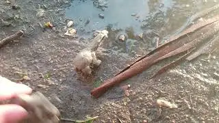 ice age: rise of the mammals