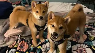 Shiba Inu Brothers - Rocket & Groot - NFT&rsquo;s - w/ Exclusive Music by Hustla Dame ft. Kia Shine