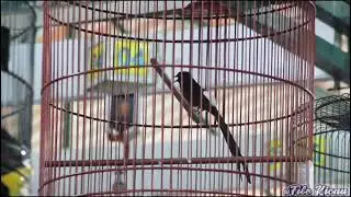 MB,, BASETTA..   Trpantao staminaya masih blum pulih.. 