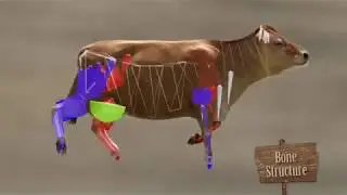 CGI COW Character Setup and Animation