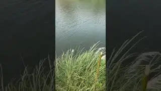 ഇറച്ചിയെക്കാൾ മുള്ളുള്ള 🎣തൂളി 🦈❤&zwj;🔥@fishing feast