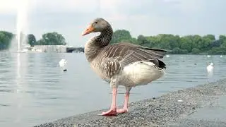 Hamburg Alster Lakes