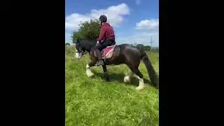 Bun -  4yr old Cob