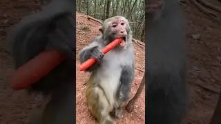 How Is The Monkey Eating The Carrot 😁🤣