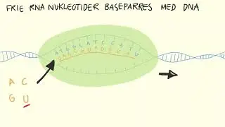 Genetik og molekylærbiologi - Transskription | Biotech Academy