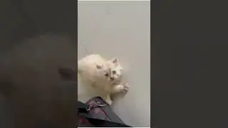 MeaVana Multitasker