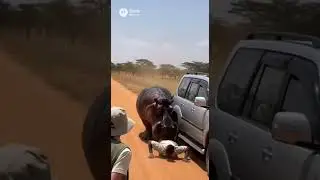 Africano es atacado por un hipop&oacute;tamo 😱