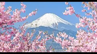 [4K] 早春の富士山と河津桜 - Mt. Fuji and Cherry Blossoms in February - (shot on BMPCC6K)