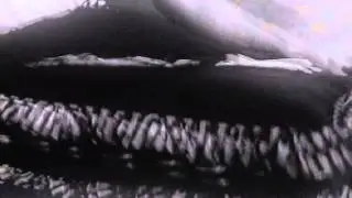 Obliterations - Scapegoat (Official Music Video)
