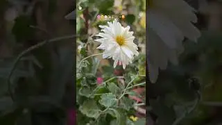 Flower Charm is impossible to overlook | ✨ #flowers #flowergarden #gardeningtips