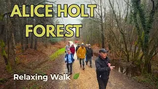 Exploring Alice Holt Forest | Peaceful Woodland Walk in Hampshire