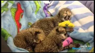 ZBTV: Cheetah cubs from Orana Wildlife Park