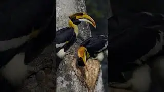 Hornbill - Discover and Explore