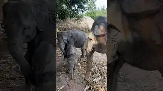 What is more beautiful than seeing baby elephants family every morning? With TikTok music! #live