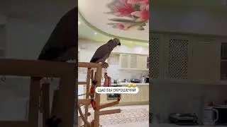 African Grey Parrot&rsquo;s Most Realistic Talking Moments