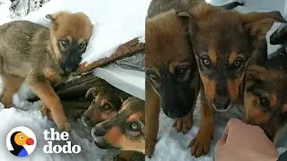 Freezing Puppies Found Deep In The Snow | The Dodo