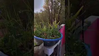 mini garden 🏡🏡 #nature #gardening @Apnna_sa