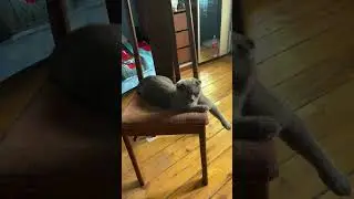 Король отдыхает Марселло #cat #гта5рп #cat #cute #cats #pets #cod #прикол #animals #gtarp #food