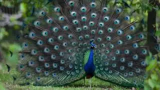 Peacock Sound | Nature ASMR - मोर की राजसी | लघु प्रकृति