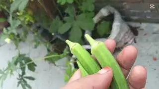 নতুন ছাদ বাগানের সামান্য হারভেস্টিং ||#roofgarden #HabibaAkter-Gaerdening