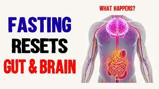 How Fasting Resets Your Gut-Brain Connection (Fasting Benefits)