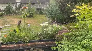 Cottage garden open day preparation continues in heatwave #garden #gardendelight #english #summer