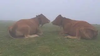 Behiak hausnarran
