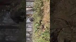 Nature&rsquo;s surprise &mdash; an unforgettable elephant sighting #tolpetty #elephant #tusker #wildlife