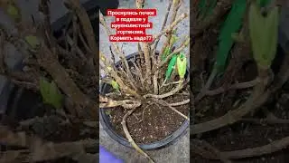 Кормить или нет крупнолистную гортензию в подвале?