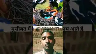 #sad 😭😭😭 snake 🐍 attack on Bird.....