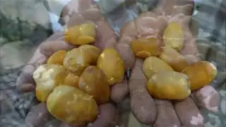 خصبة العسيف ـ براءة اكتشاف نخلة في القطيف