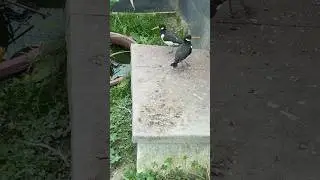 Beccaccia di mare (eurasian oystercatcher)