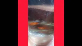 My platie fish | FISHINg vlog